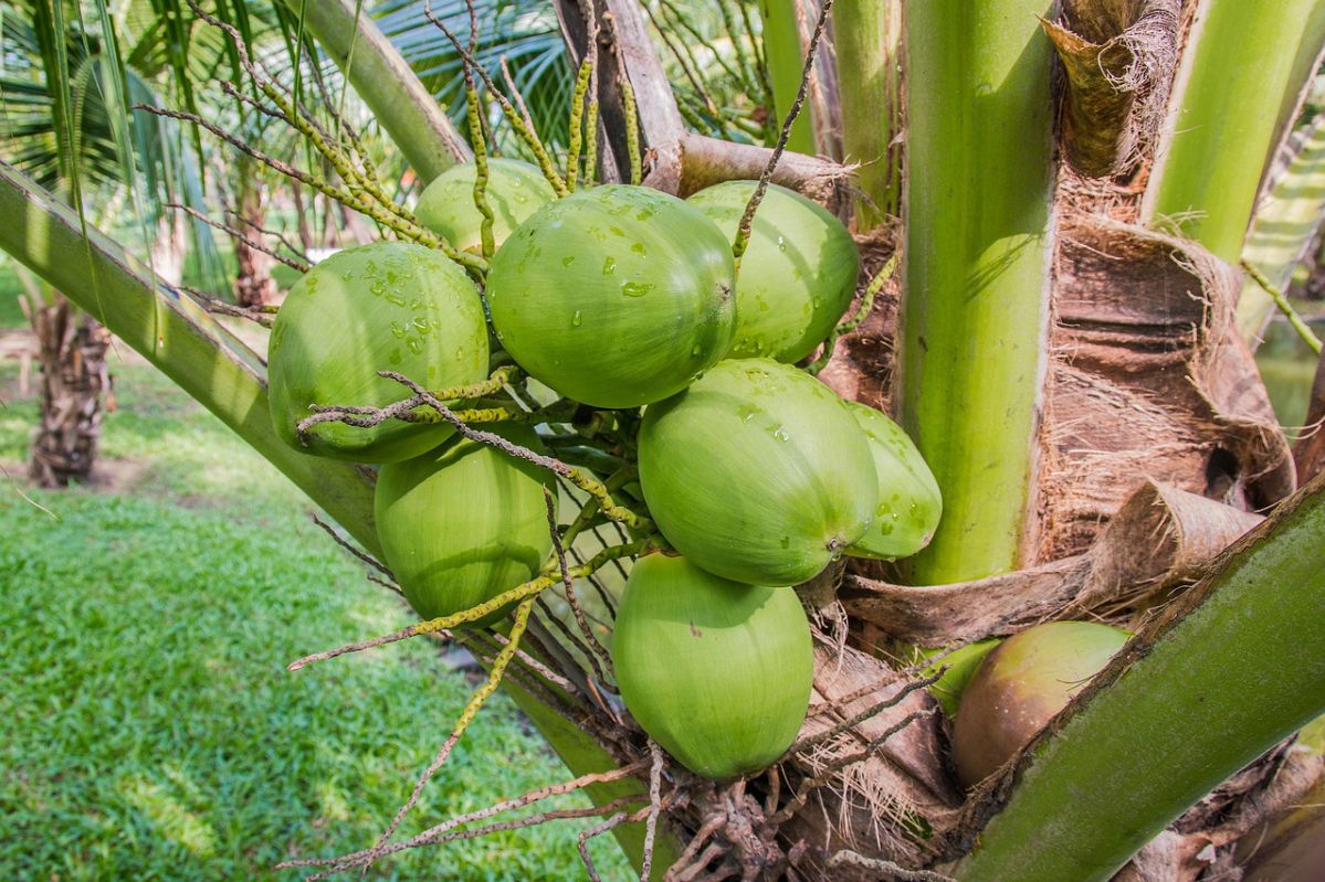 A-coconut-1036198-1280-1750816-5671-1884-1750819543.jpg